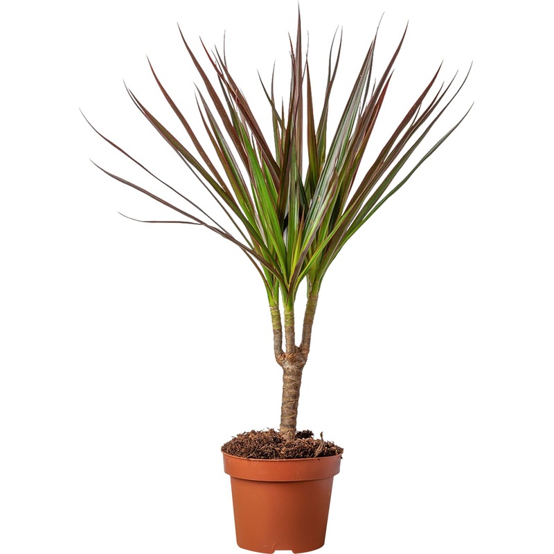 Изображение товара Драцена Марг Магент 40 см в технологическом горшке NL