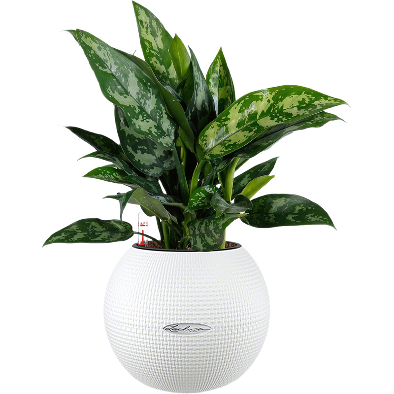 Изображение товара Аглаонема Мария 35 см в белом кашпо с автополивом для интерьера