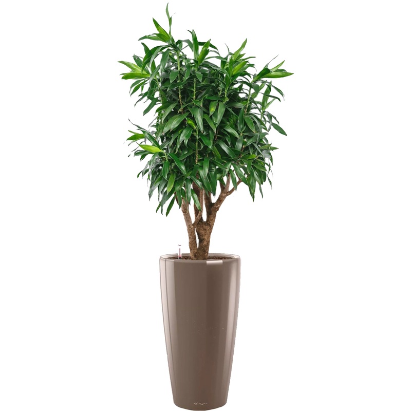 Изображение товара Драцена Песнь Ямайке 120 см в кашпо с автополивом Нидерланды