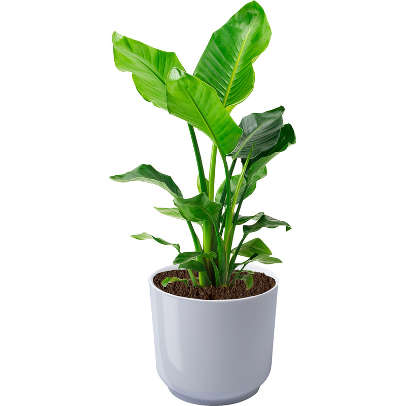 Изображение товара Растение Стрелиция Николай 60 см в белом кашпо Niderlands