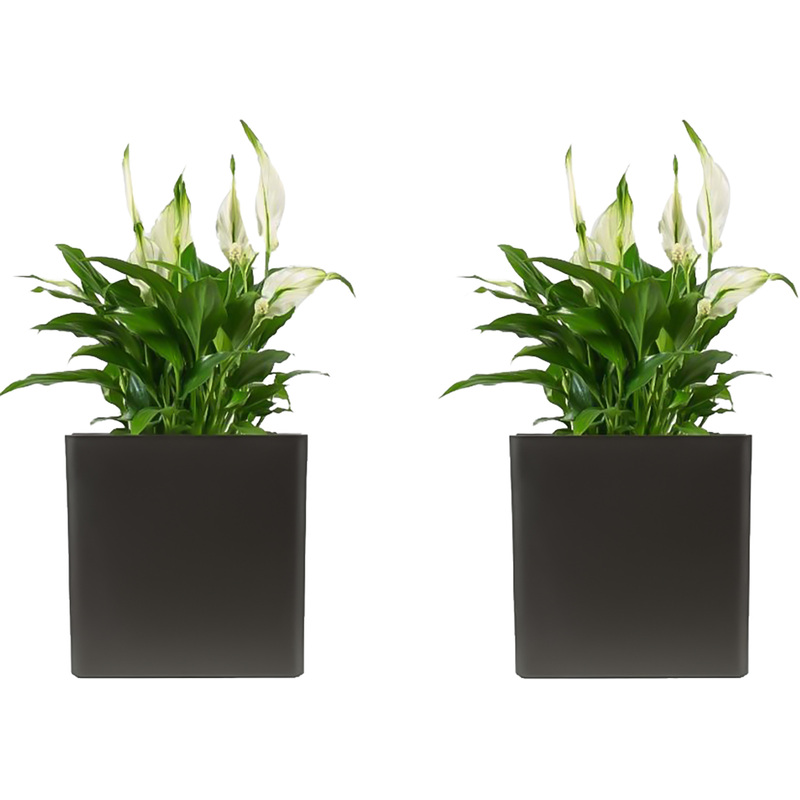 Изображение товара Набор растений Спатифиллум Шопен (2 штуки в упаковке, РС119ОА-2)