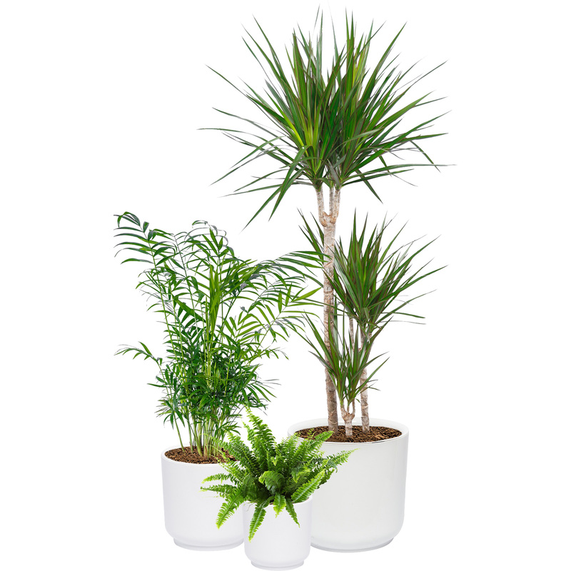 Изображение товара Набор комнатных растений Папоротник Хамедорея Драцена в кашпо для дома и офиса