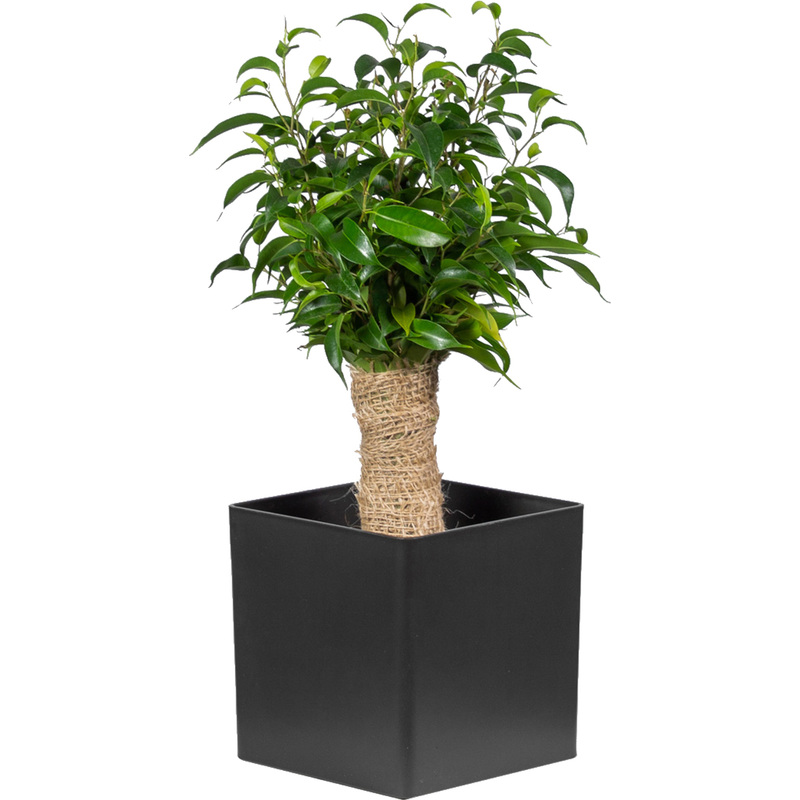 Изображение товара Декоративное растение Фикус Бенджамина Наташа 30 см в кашпо NL