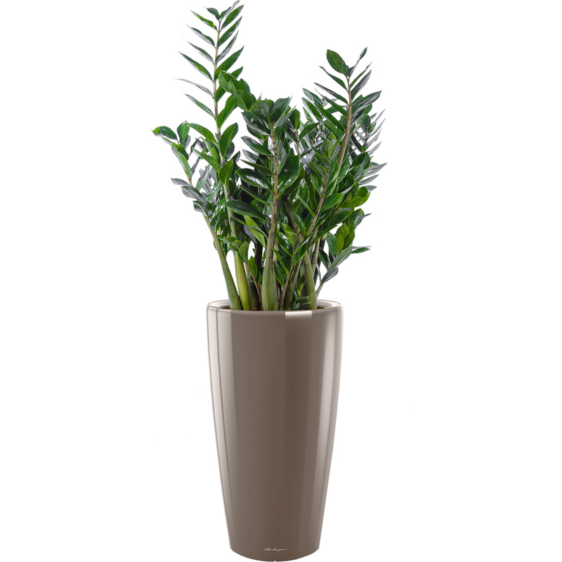 Изображение товара Замиокулькас 120 см в кашпо Lechuza с автополивом - декоративное растение для интерьера