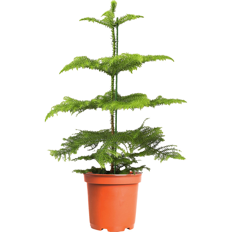 Изображение товара Растение Араукария 30 см в технологическом горшке D10 см