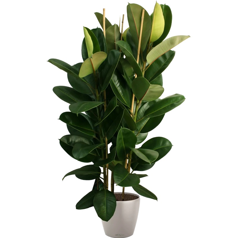 Изображение товара Растение Фикус Эластика Робуста 160 см в кашпо с автополивом Lichuza