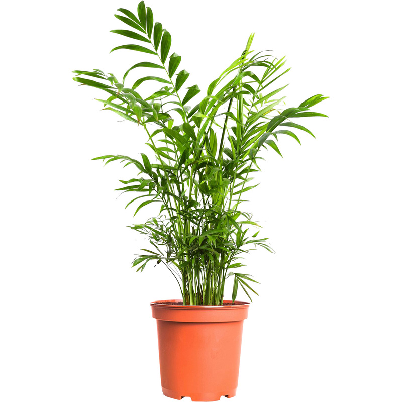 Изображение товара Растение Хамедорея Элеганс 45 см в технологическом горшке D12 см