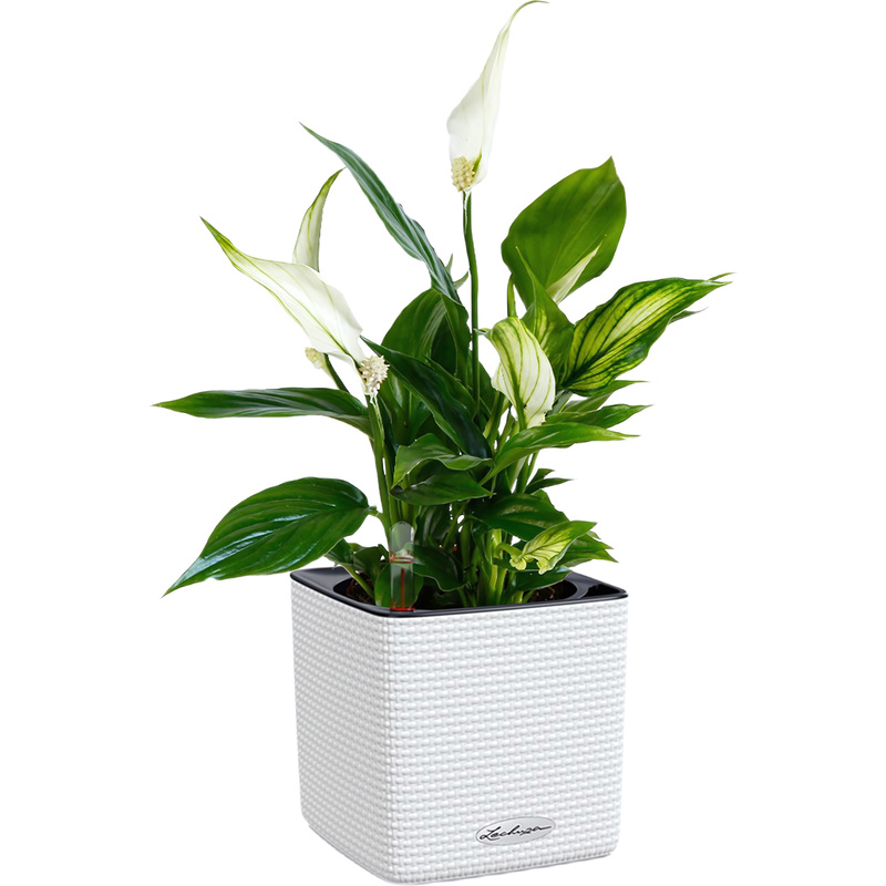 Изображение товара Растение Спатифиллум 40 см в кашпо Lechuza с автополивом