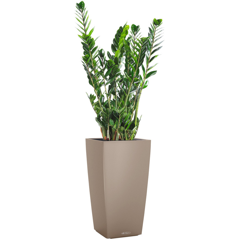 Изображение товара Замиокулькас в кашпо с автополивом высотой 140 см