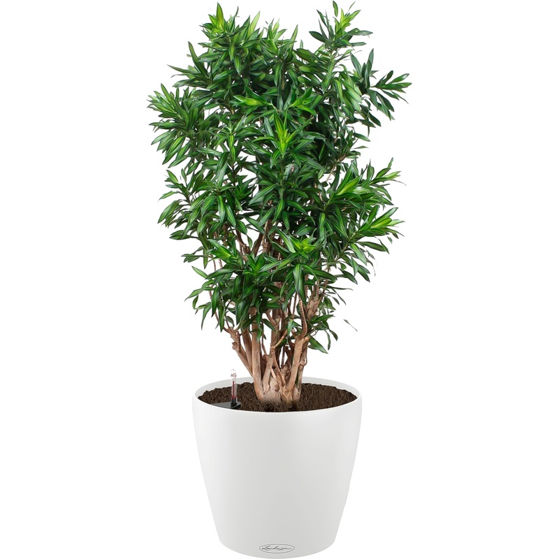 Изображение товара Драцена Песнь Ямайке 140 см в белом кашпо с автополивом