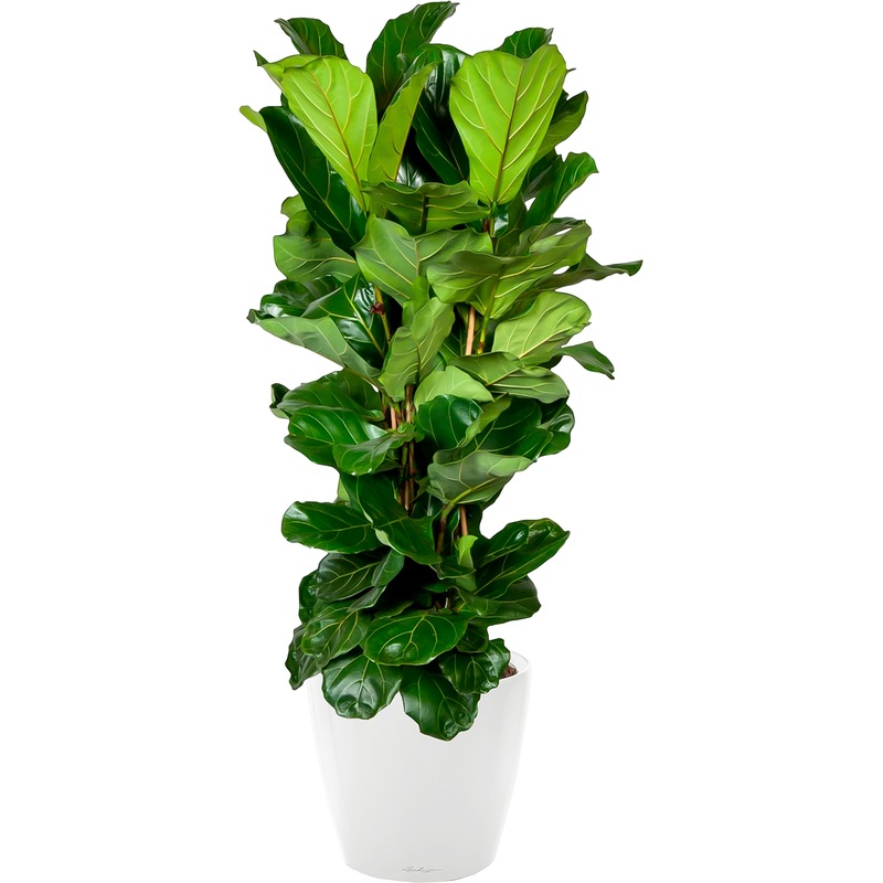 Изображение товара Фикус Лирата в кашпо с автополивом 180 см, белое кашпо, упаковка 3 шт