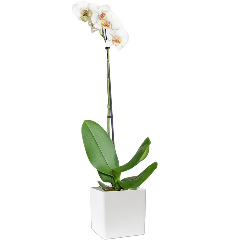 Изображение товара Декоративное растение орхидея фаленопсис 50 см в кашпо