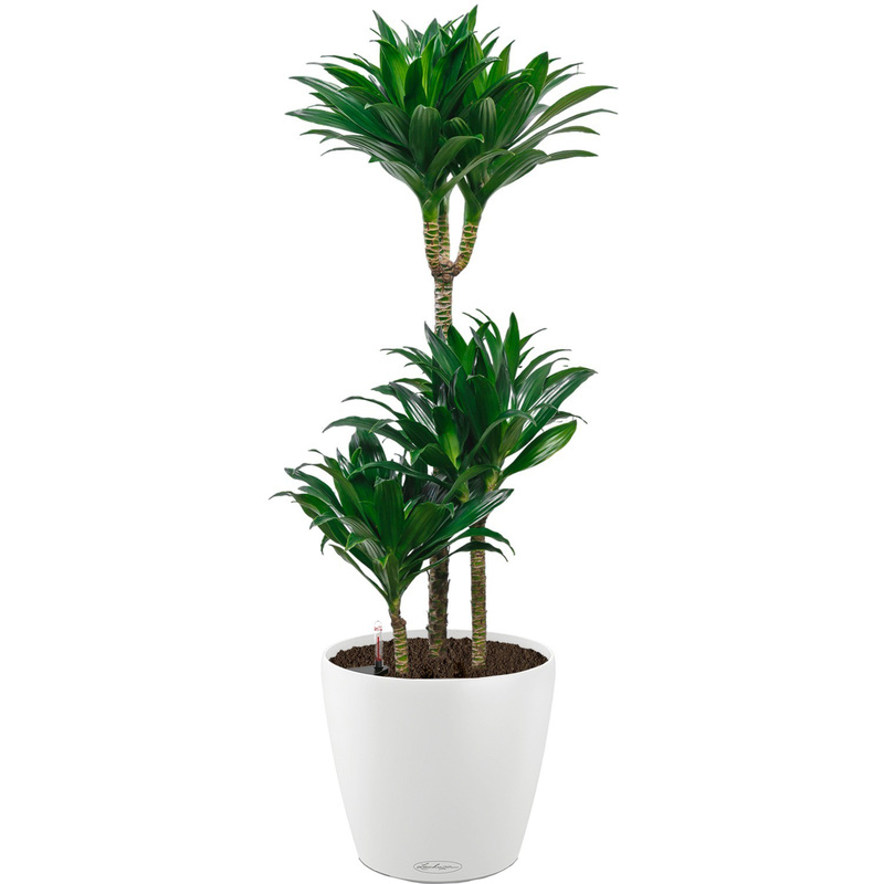 Изображение товара Растение Драцена Компакта 100 см в белом кашпо Lechuza D28 см с автополивом