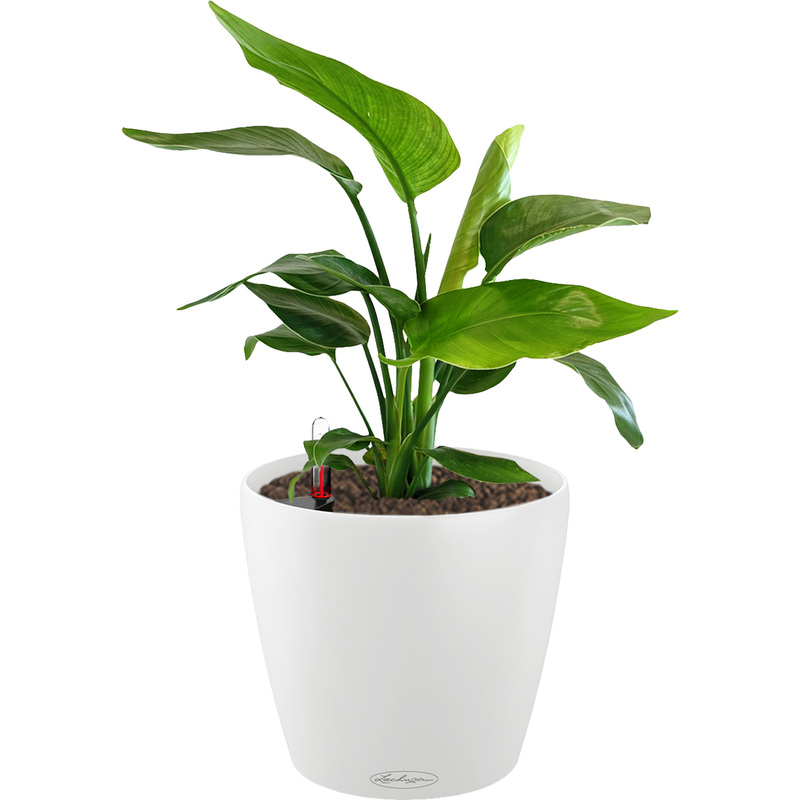 Изображение товара Растение Стрелиция Николай 60 см в кашпо Lechuza с автополивом