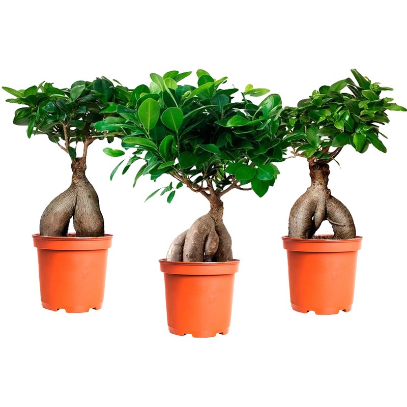Изображение товара Набор растений Фикус Микрокарпа 3 шт в упаковке декоративные комнатные растения