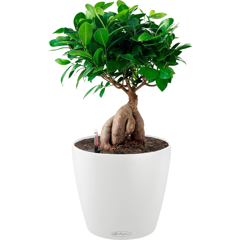 Изображение товара Фикус бонсай 40 см в белом кашпо Lechuza с автополивом