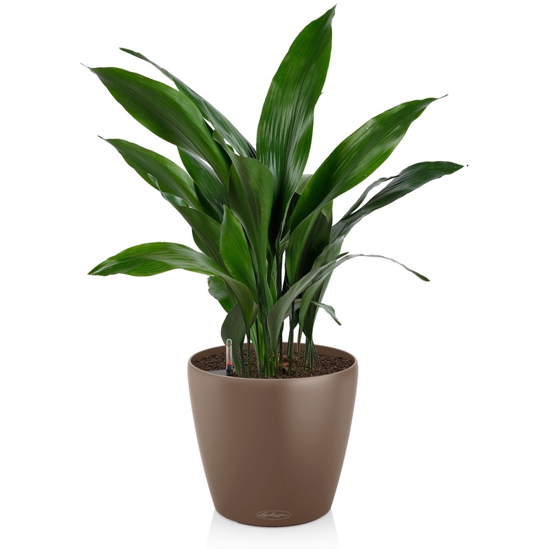 Изображение товара Растение Аспидистра 70 см в мускатном кашпо Lechuza D28 см с автополивом