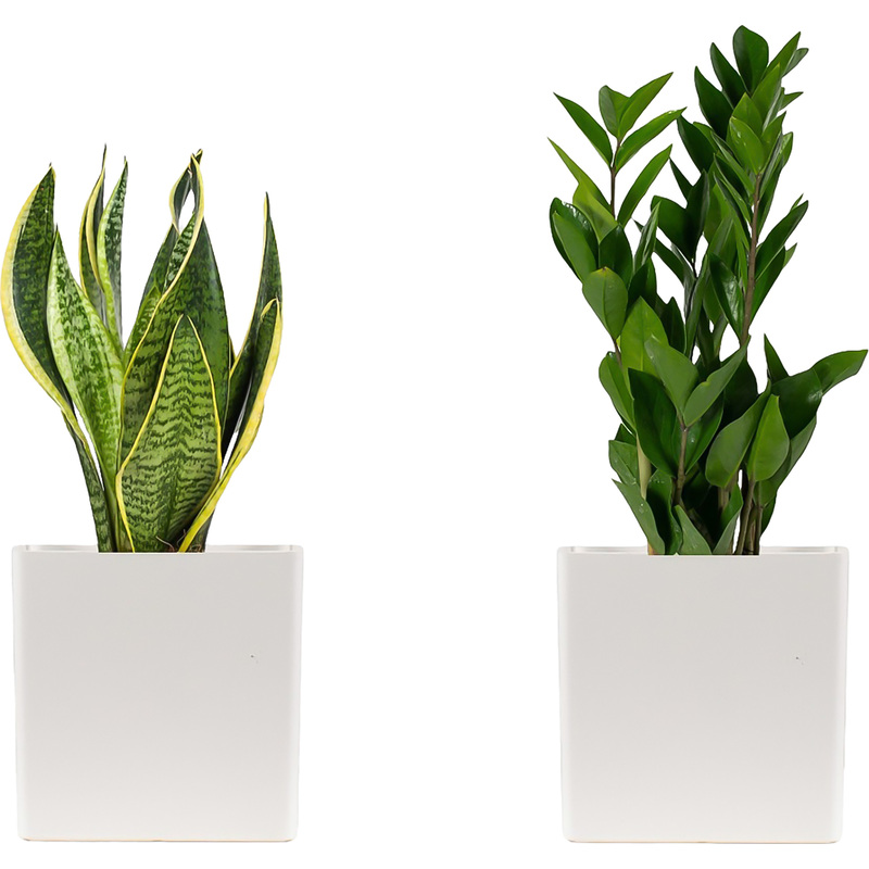 Изображение товара Набор из 2 растений Замиокулькас и Сансевиерия Футура Суперба - декоративные комнатные цветы в кашп