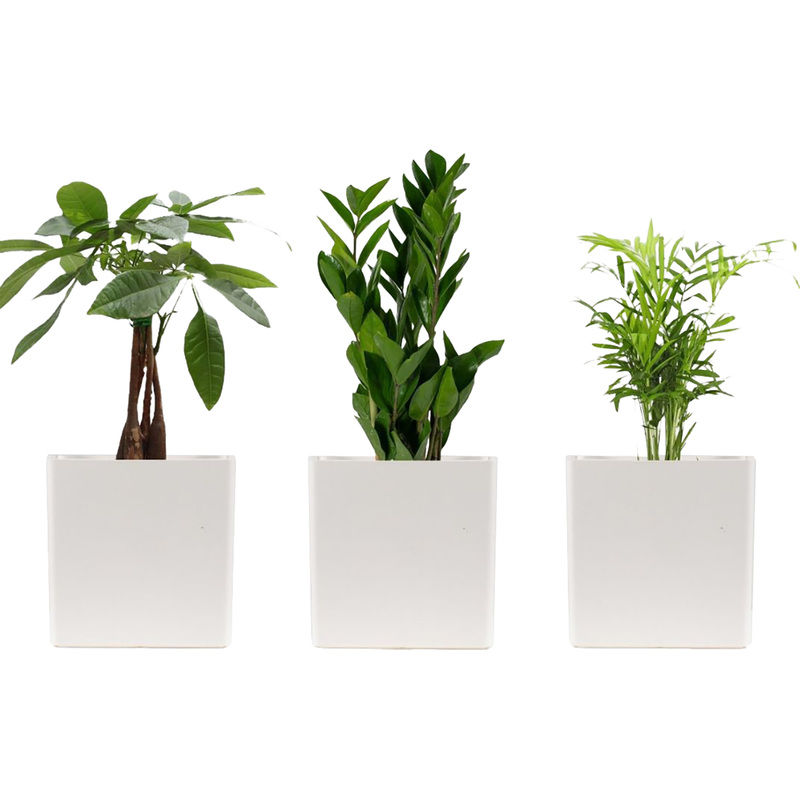 Изображение товара Набор комнатных растений Замиокулькас, Пахира Акватика и Хамедорея Элеганс 3 шт в упаковке