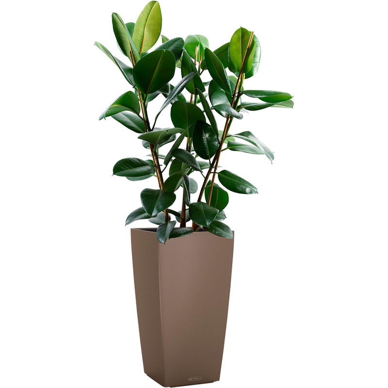 Изображение товара Фикус Эластика Робуста 130 см в мускатном кашпо Lechuza с автополивом