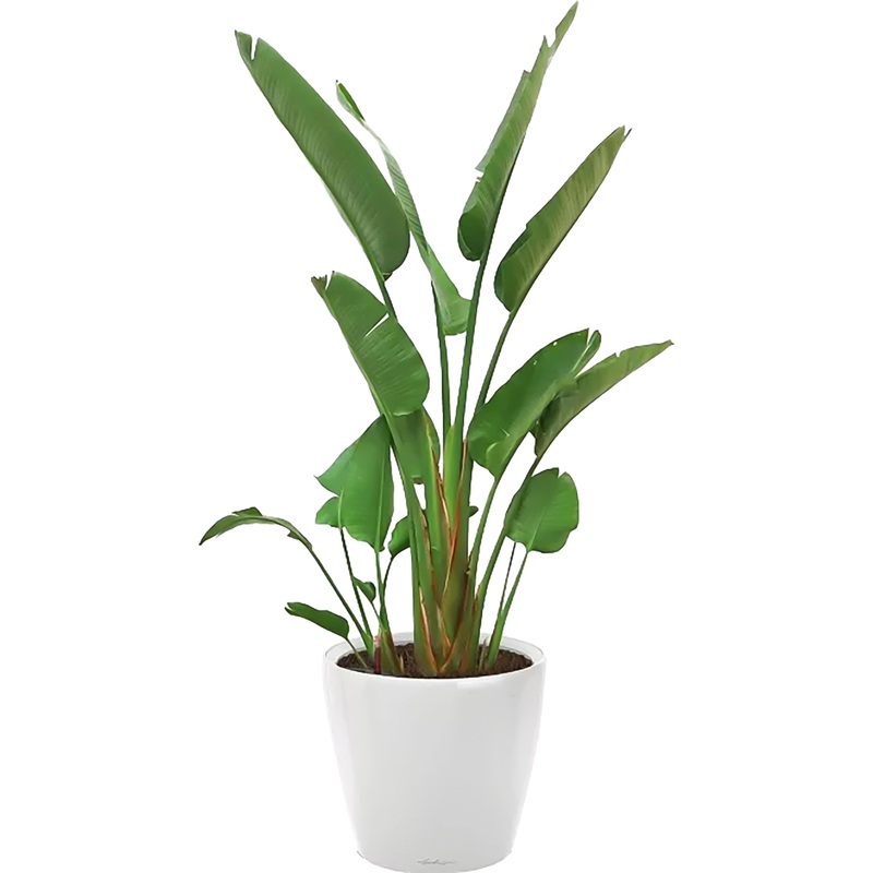 Изображение товара Декоративное растение Стрелиция Николай 200 см в кашпо с автополивом