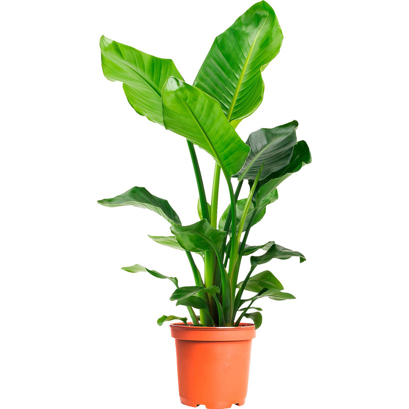 Изображение товара Комнатное декоративное растение Стрелиция Николай 100 см в горшке D21 см