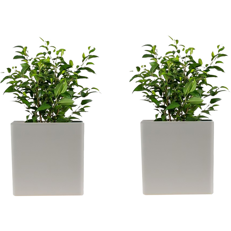 Изображение товара Набор декоративных растений Фикус Бенджамина Наташа исключительная элегантность