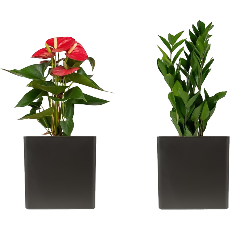 Изображение товара Набор растений Замиокулькас и Антуриум Андреанум микс (2 штуки в упаковке, НР-6)