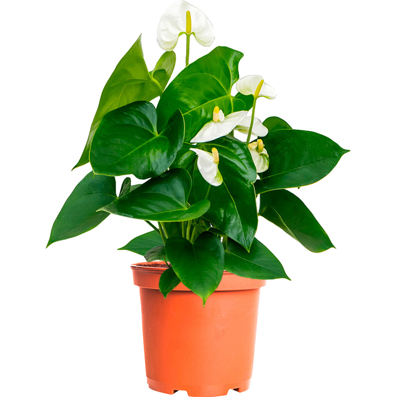 Изображение товара Растение Антуриум Андрианум белый 40 см в технологическом горшке D12 см