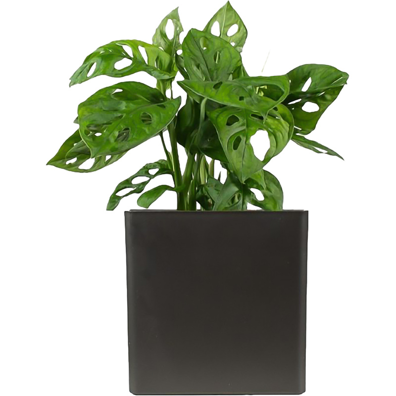 Изображение товара Растение Монстера Обликва Манки Маск 30 см в антрацитовом кашпо