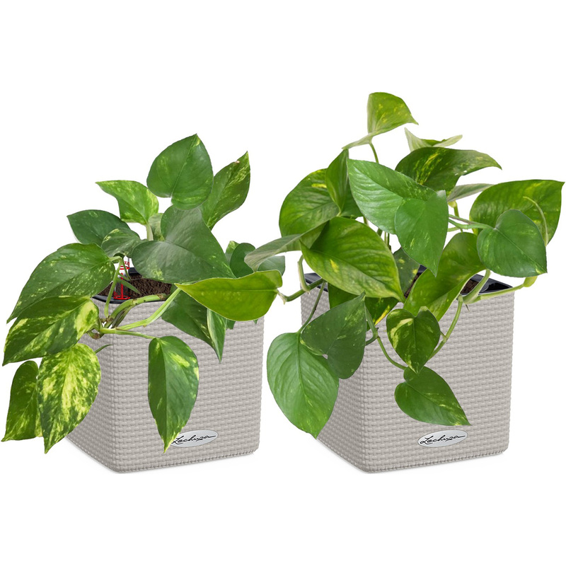 Изображение товара Набор растений Сциндапсусов Ауреум 20 см в кашпо Lechuza с автополивом