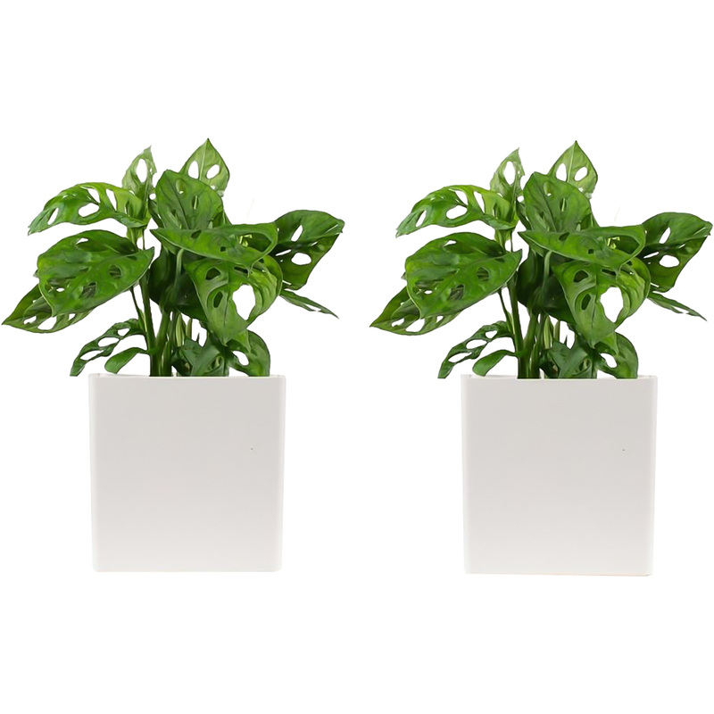 Изображение товара Набор растений Монстера Обликва Манки Маск (2 штуки в упаковке, РС113ОБ-2)