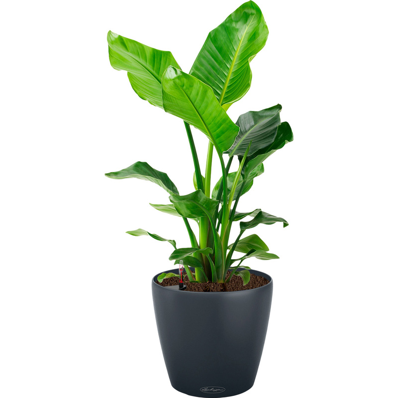 Изображение товара Декоративное растение Стрелиция Николай 100см с автополивом в кашпо Lechuza