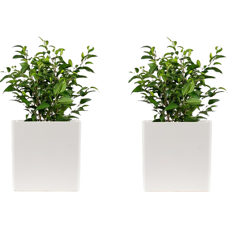 Изображение товара Набор растений Фикус Бенджамина Наташа в кашпо 30 см 2 шт