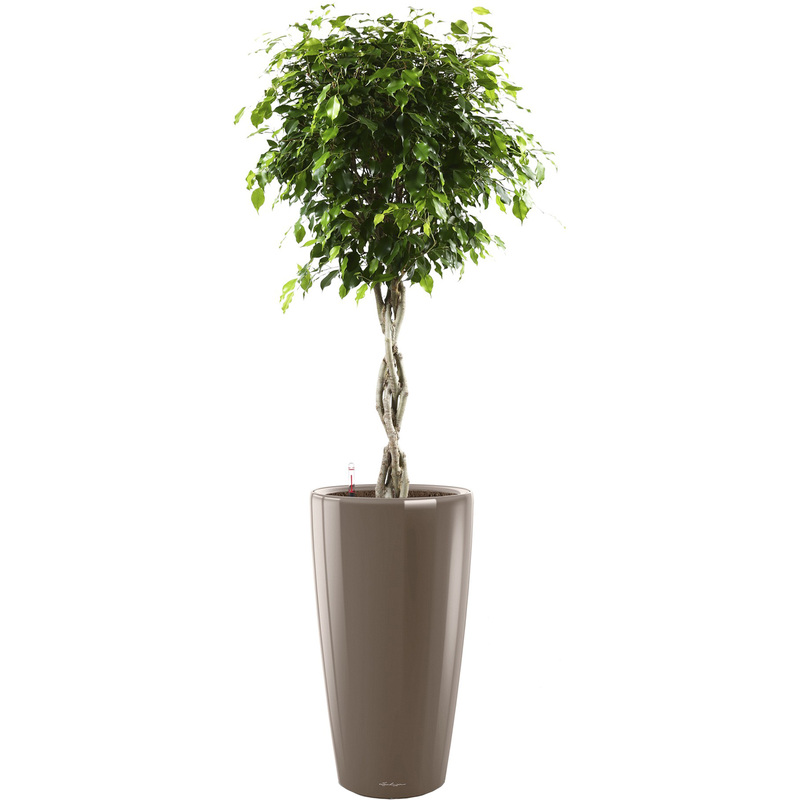 Изображение товара Растение Фикус Экзотика переплетённый 140 см в серо-коричневом кашпо Lechuza D32 см с автополивом