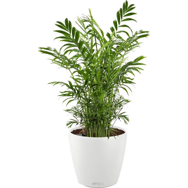 Изображение товара Растение Хамедорея 60 см в белом кашпо Lechuza D21 см с автополивом