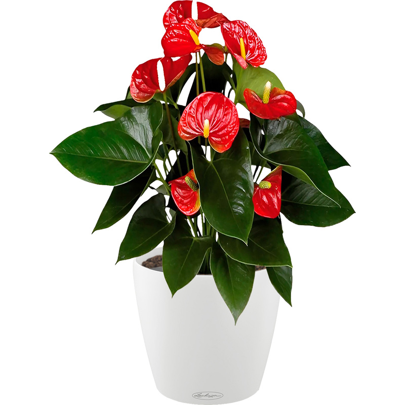 Изображение товара Декоративное комнатное растение антуриум Андрианум в кашпо с автополивом 60 см