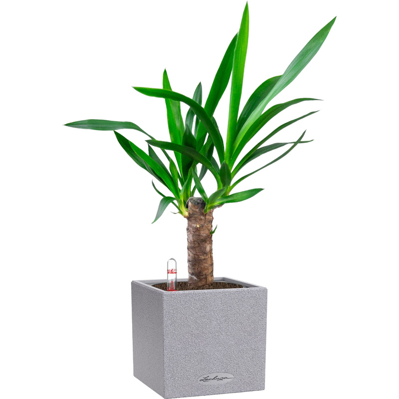 Изображение товара Юкка 55 см в кашпо Lechuza с автополивом — декоративное растение для интерьера