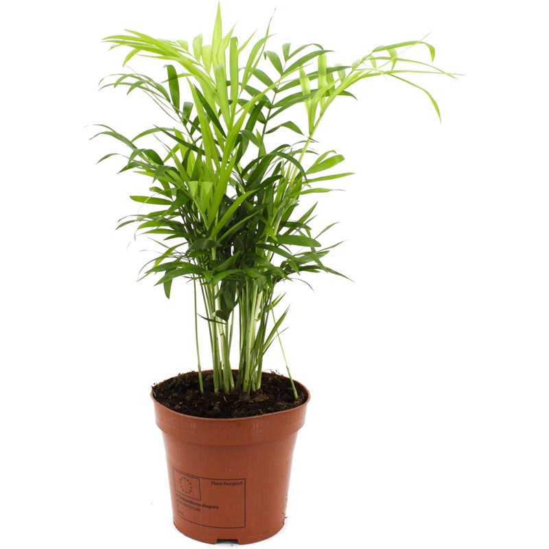 Изображение товара Растение Хамедорея Элеганс 35 см в технологическом горшке D12 см