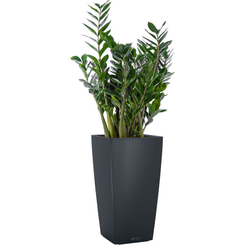 Изображение товара Замиокулькас 120 см в сером кашпо с автополивом Lechuza