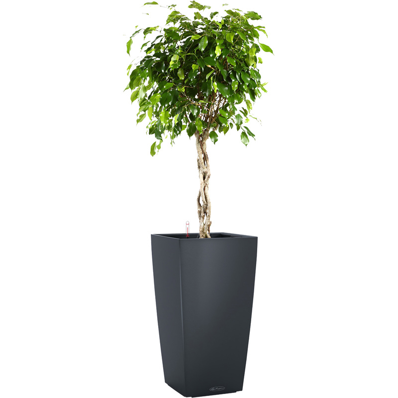 Изображение товара Фикус Экзотика 140 см в кашпо Lechuza с автополивом яркое декоративное растение