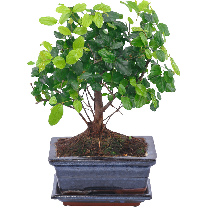 Изображение товара Декоративный бонсай Лигуструм 25 см в керамическом горшке для интерьера