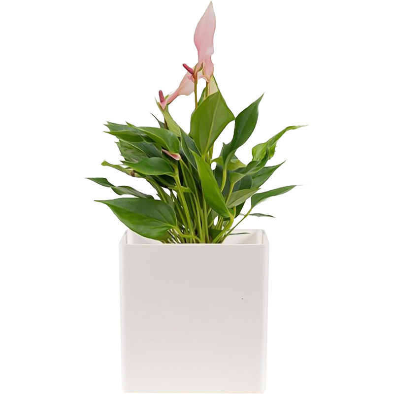 Изображение товара Декоративное растение Антуриум Лили 30 см в белом кашпо - яркое украшение интерьера