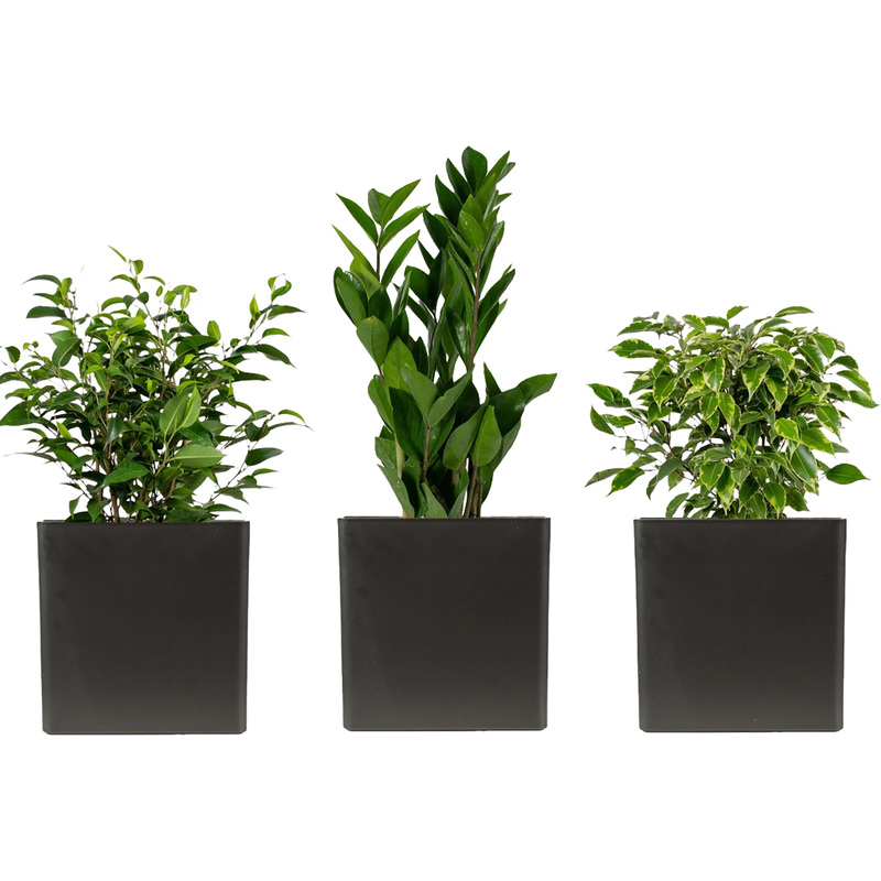 Изображение товара Набор комнатных растений Замиокулькас, Фикус Наташа и Кинки в кашпо 3 шт