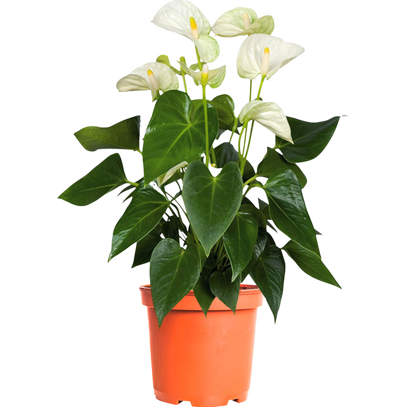 Изображение товара Растение Антуриум Андрианум белый 60 см в горшке D17 см
