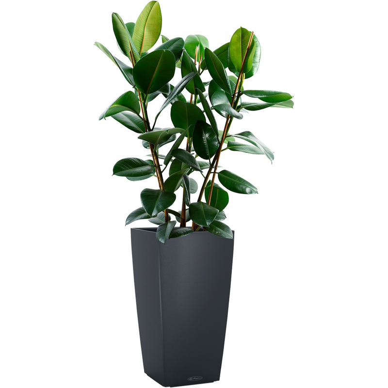 Изображение товара Растение Фикус Эластика Робуста 130 см в сером кашпо с автополивом