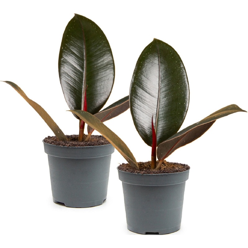 Изображение товара Набор растений Фикус Робуста (2 штуки в упаковке)