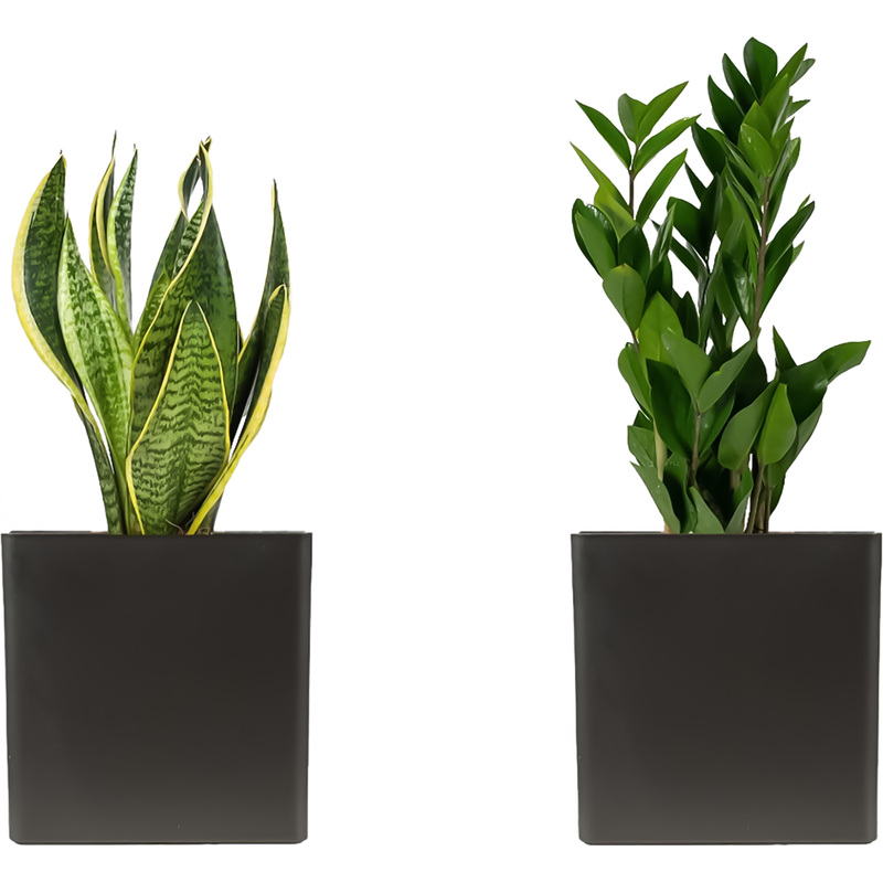 Изображение товара Набор растений Замиокулькас и Сансевиерия Футура Суперба 2 шт в кашпо