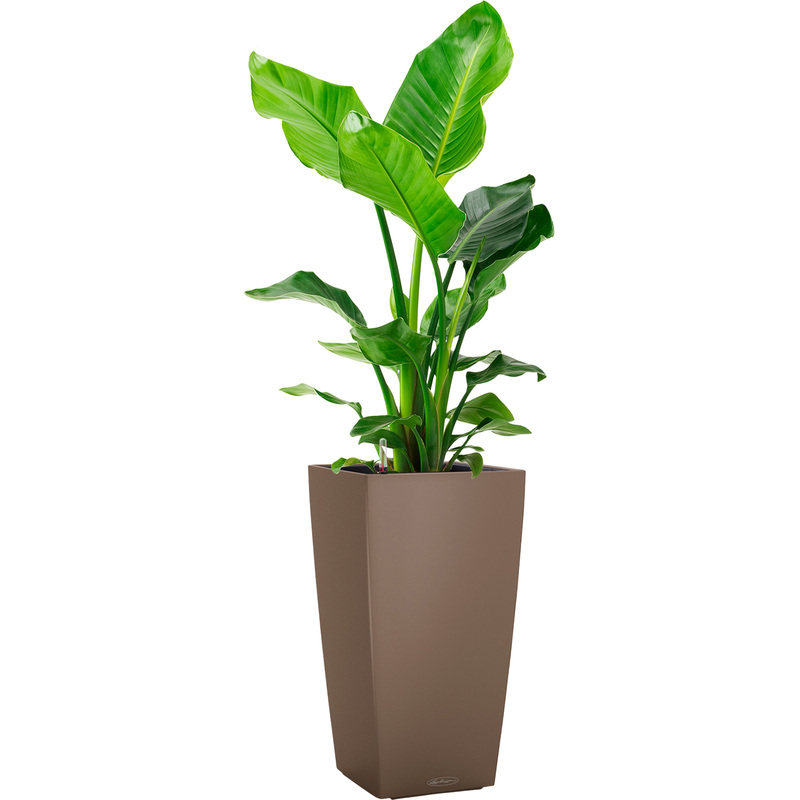 Изображение товара Растение Стрелиция Николай 100 см в мускатном кашпо Lechuza с автополивом