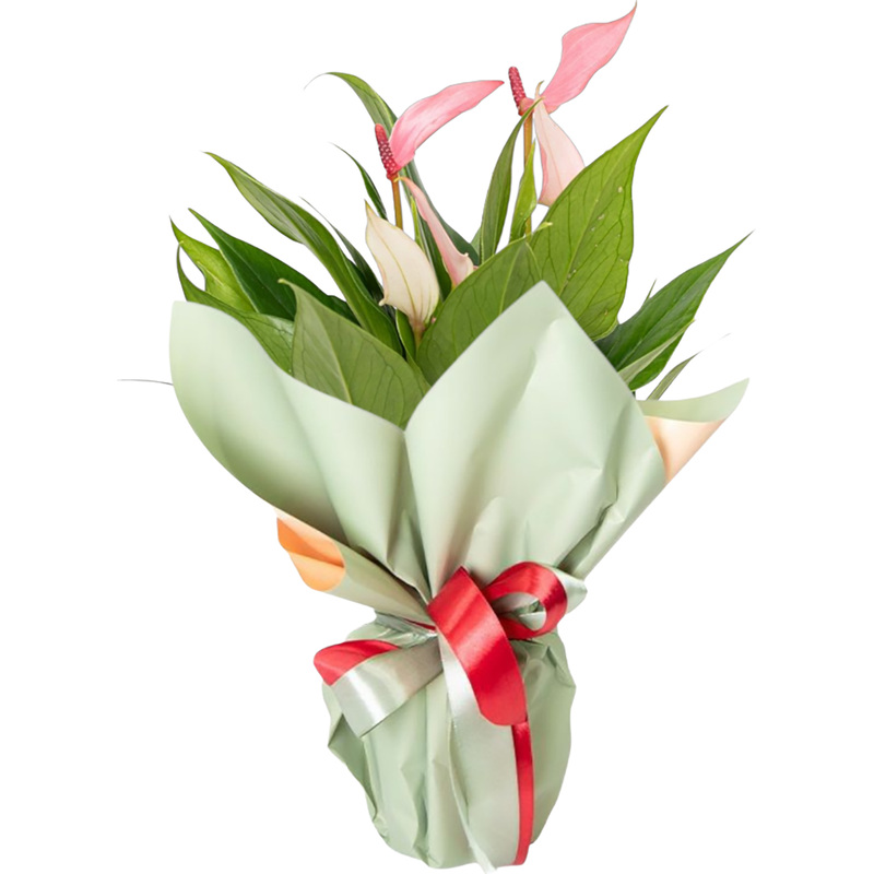 Изображение товара Антуриум Лили 30 см в подарочной упаковке с технологическим горшком